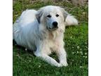 Adopt Dessa a Great Pyrenees