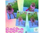 Adopt Sasha a Pit Bull Terrier