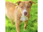 Adopt Vickie Vale 24-03-162 a Shepherd, Pit Bull Terrier