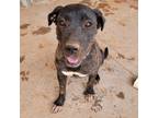 Adopt Lila a Pit Bull Terrier