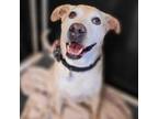 Adopt Giselle a Yellow Labrador Retriever