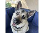 Adopt Noelle a Shepherd