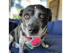 Adopt Maria a Pit Bull Terrier, Spaniel