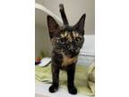 Adopt Shirley a Domestic Short Hair