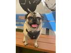 Adopt Pam *bonded to Jim* / Jim *bonded to Pam* a Pug