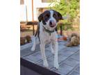 Adopt Patsy a Border Collie