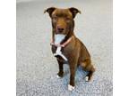 Adopt Jasmine a Mixed Breed