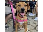 Adopt Pepper a Labrador Retriever