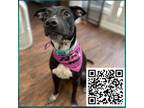 Adopt Amina a Whippet