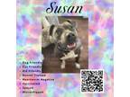 Adopt Susan a Pit Bull Terrier