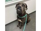 Adopt Diamond a Cane Corso