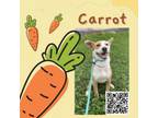 Adopt Carrot a Cattle Dog