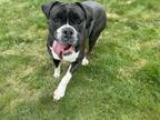 Adopt Rosanna a Boxer