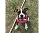 Adopt Shelby Puppy a Boxer