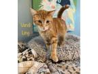 Adopt Vandi Ling a Extra-Toes Cat / Hemingway Polydactyl