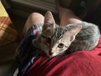 Adopt Reuben Sandwich 7862 a Domestic Shorthair / Mixed cat in Dallas
