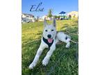 Adopt Elsa a White - with Gray or Silver Husky / Alaskan Malamute dog in