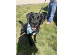 Adopt Asher-Nash a Black Labrador Retriever dog in Dickson, TN (38590742)