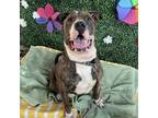 Adopt Pillow a Brown/Chocolate Pit Bull Terrier / Mixed dog in Austin