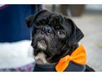 Adopt Jaster a Pug / Mixed dog in Gardena, CA (38853945)