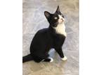 Adopt Lux a Domestic Short Hair