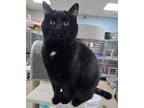 Adopt Jade a Domestic Short Hair