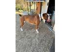 Adopt Athena a Boxer