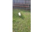 Adopt Snow a American Eskimo Dog