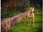 Adopt Sallee a Whippet
