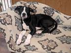 Adopt Othello Game a Mixed Breed