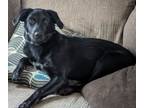 Adopt Winnie a Labrador Retriever, Mixed Breed