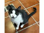 Adopt Helena a Gray or Blue (Mostly) Domestic Shorthair (short coat) cat in