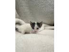 Adopt Tierney a Domestic Short Hair