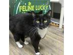 Adopt Dainty Mistress of the Night a Domestic Short Hair