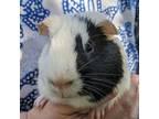 Adopt Houston - Foster a Guinea Pig small animal in Walker, MI (38820161)