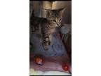 Adopt Asteria a Tabby