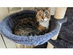 Adopt Waffles a American Shorthair, Domestic Short Hair