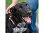Adopt Smokey a Black Mixed Breed (Medium) / Mixed dog in Ponderay, ID (38643742)