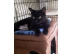 Adopt Nyumi a Domestic Short Hair