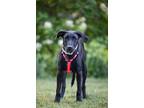 Adopt Dotty a Labrador Retriever / Mixed Breed (Medium) / Mixed dog in Savage