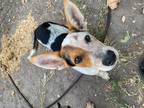 Adopt Rolly a Tricolor (Tan/Brown & Black & White) Australian Cattle Dog /