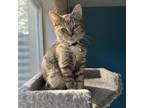 Adopt Ballerina Olivet a Domestic Short Hair