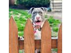 Adopt Paloma a Pit Bull Terrier