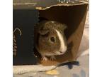 Adopt Detroit - Foster a Guinea Pig small animal in Walker, MI (38820162)
