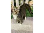 Adopt Mulan a Gray or Blue Domestic Shorthair / Domestic Shorthair / Mixed cat