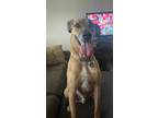 Adopt Barkley a Tan/Yellow/Fawn Black Mouth Cur / Hound (Unknown Type) / Mixed