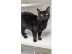 Adopt Abyss a Domestic Short Hair