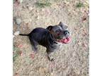 Adopt Ferdinand a Black American Staffordshire Terrier / Mixed dog in San Jose