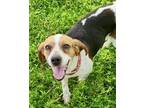 Adopt Daisy Rasin a Beagle