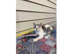 Adopt Guinness a White Domestic Shorthair / Domestic Shorthair / Mixed cat in